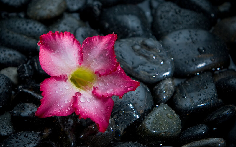 Pink Flower on Wet Stones — Serene