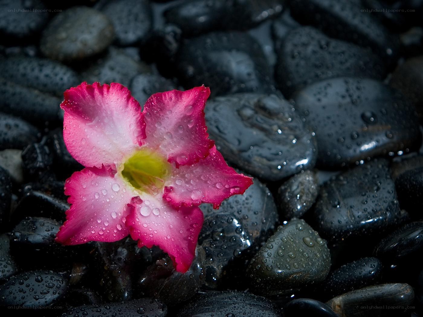 Pink flower on wet stones