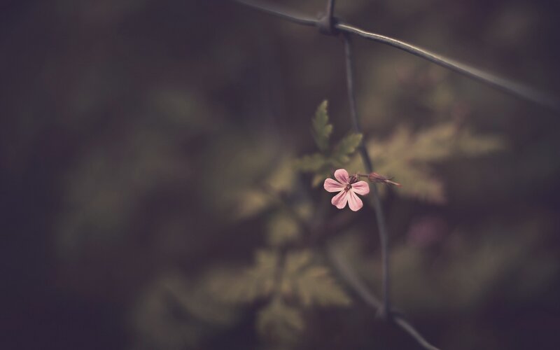 Pink Flower on Wire
