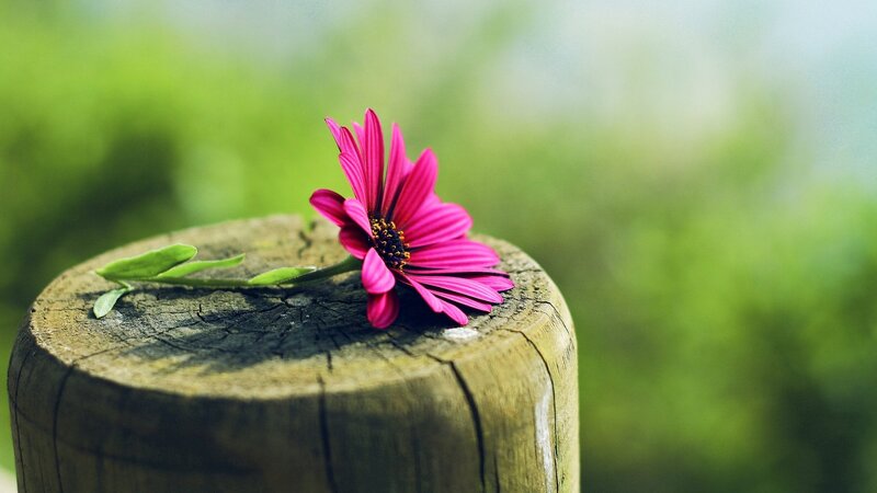 Pink Flower on Wood — Afternoon