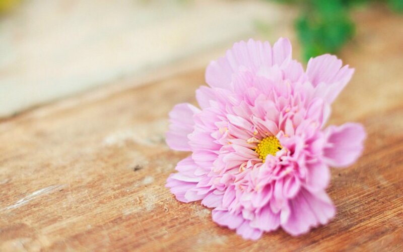 Pink Flower on Wood — Calm