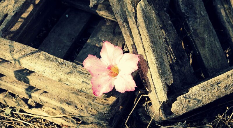 Pink Flower on Wood — Serene, Afternoon, Photograph
