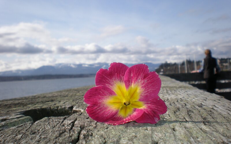 Pink Flower on Wood — Serene, Afternoon