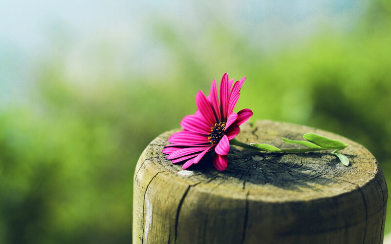 Pink Flower on Wood — Serene