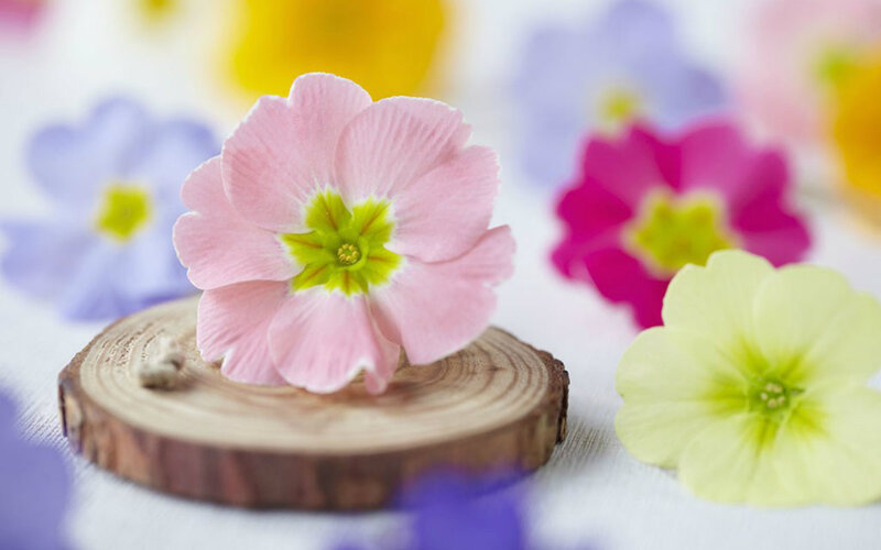 Pink Flower on Wood Slice