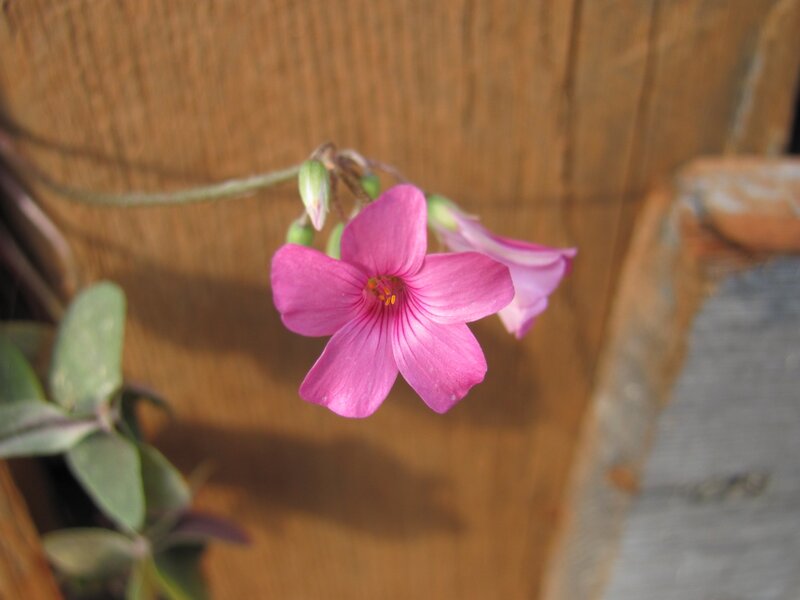 Pink flower on wooden background