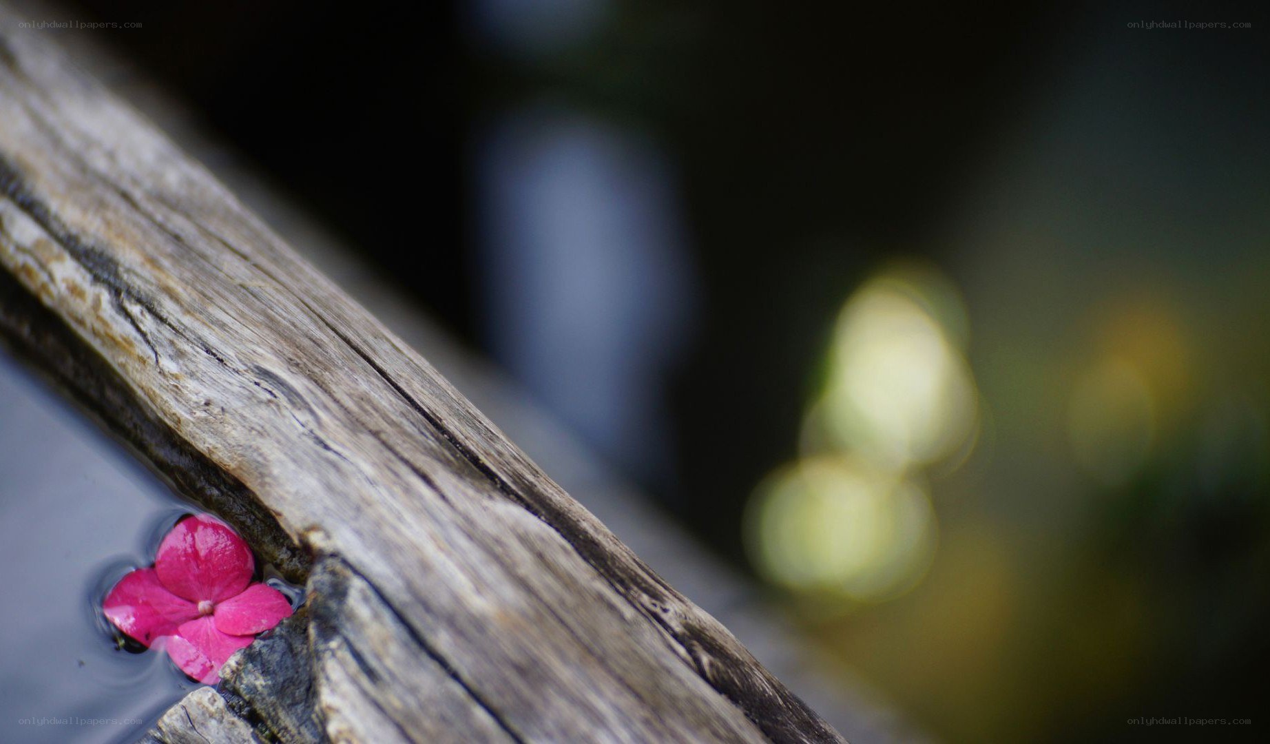 pink flower on wooden beam