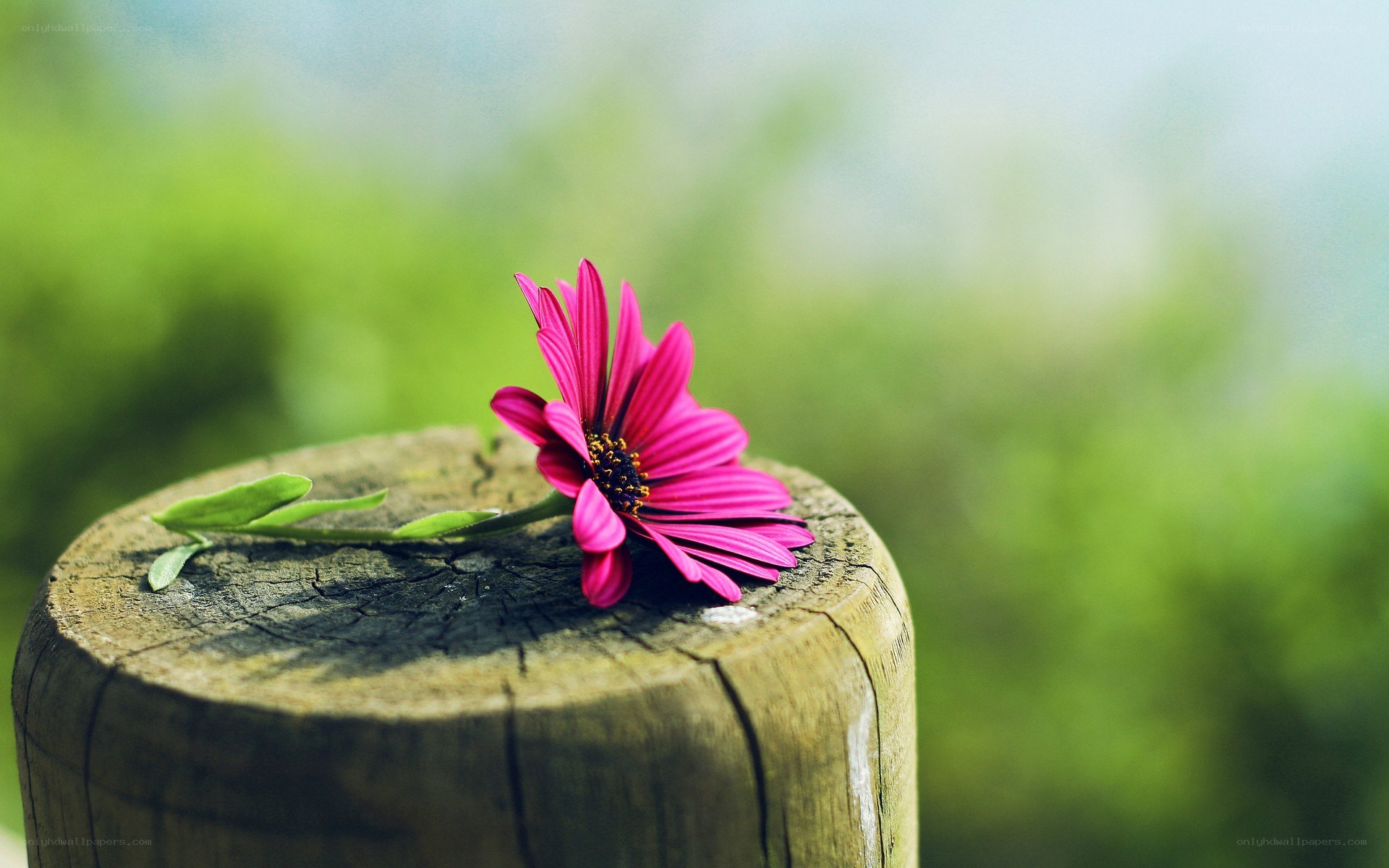 Pink flower on wooden post