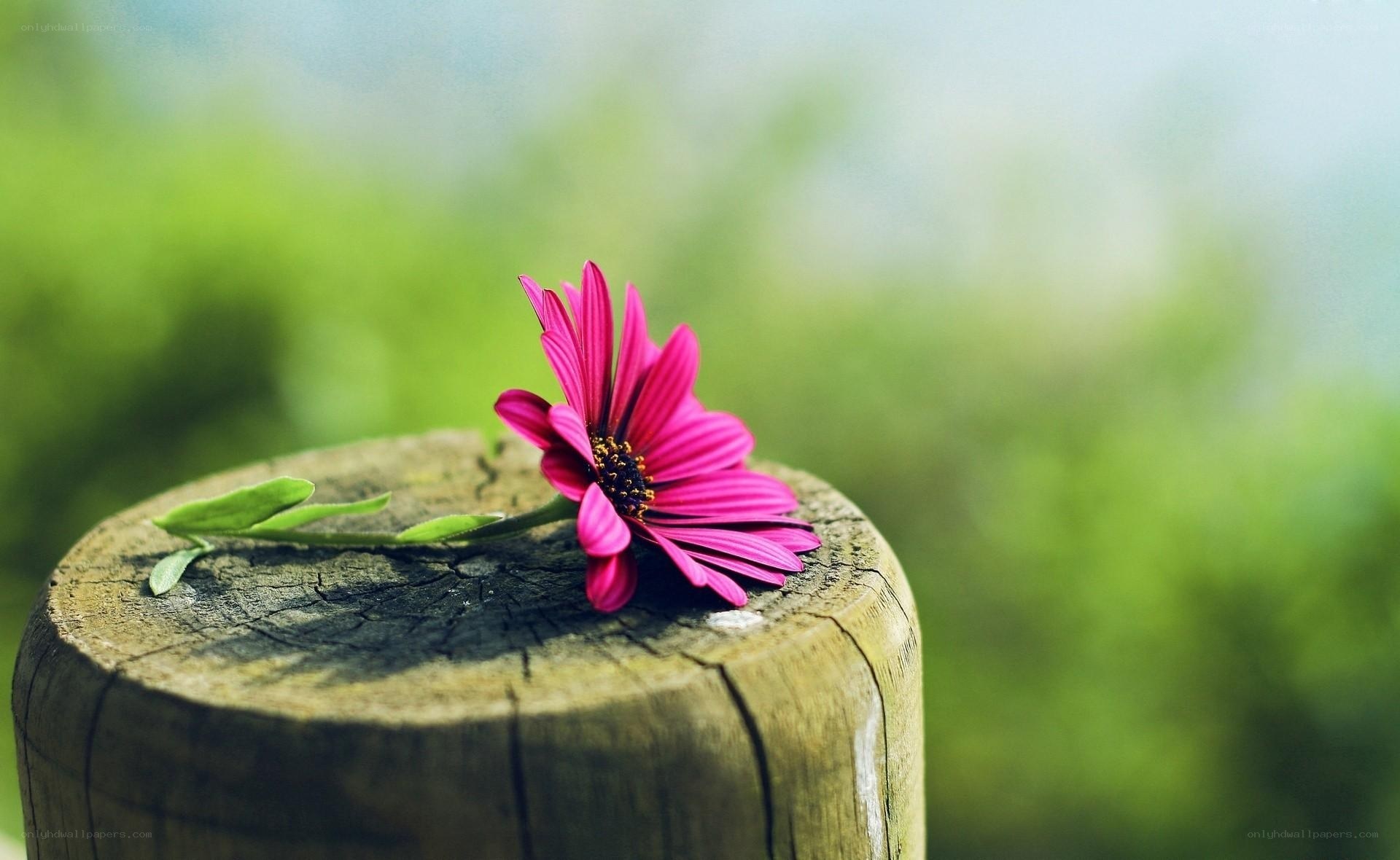 Pink flower on wooden post