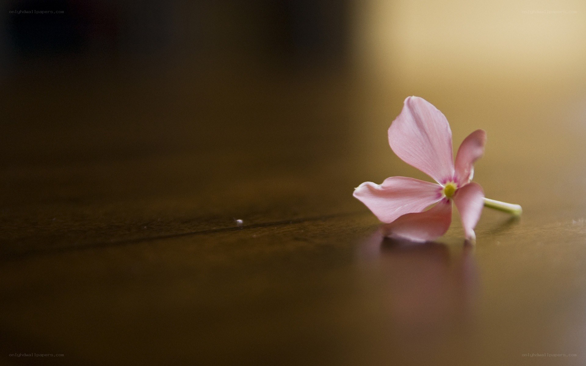 Pink flower on wooden surface