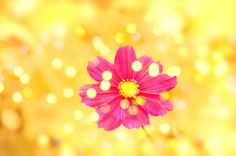 Pink Flower on Yellow