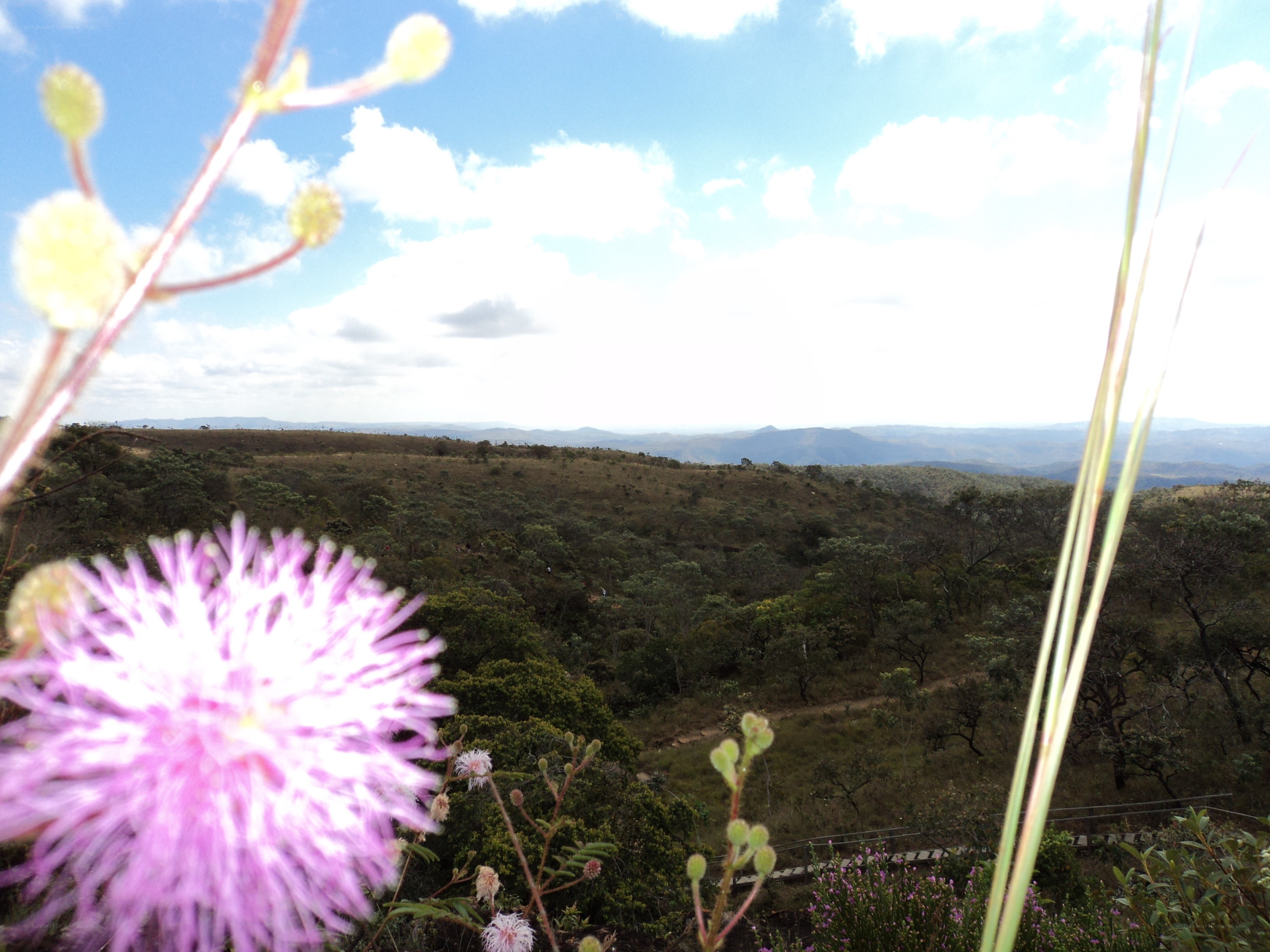 Pink flower overlooking hills