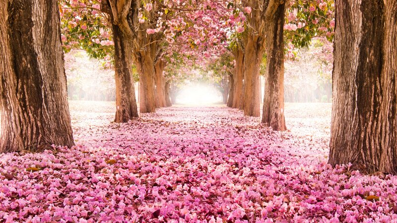 Pink Flower Path — Serene, Spring, Photograph