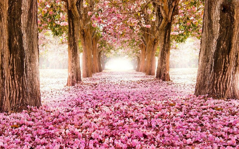 Pink Flower Path — Serene, Spring, Photograph, Trees