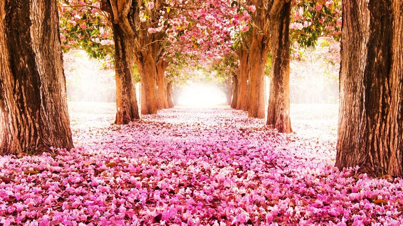 Pink Flower Path — Serene, Spring