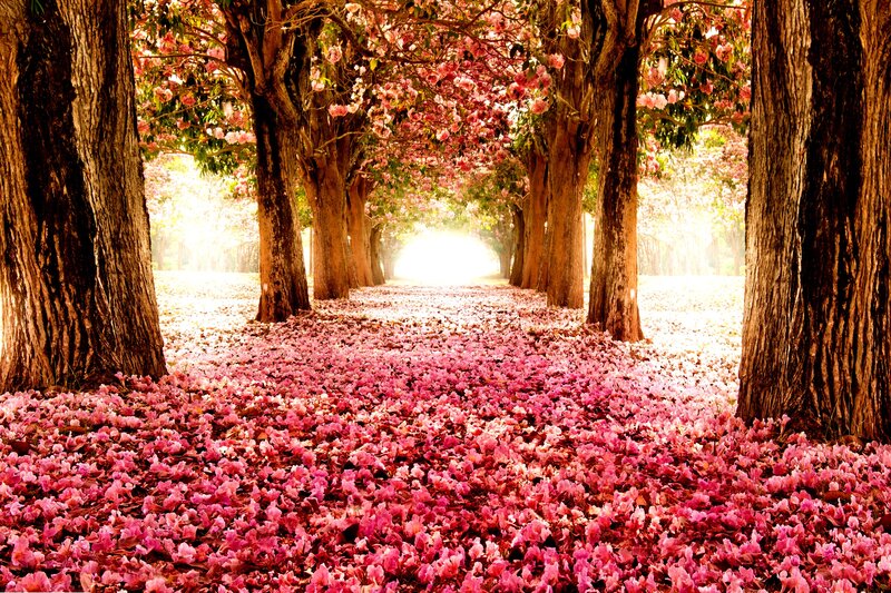 Pink Flower Path — Serene