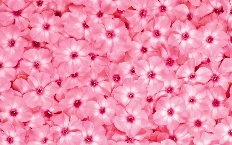 Pink flower pattern background