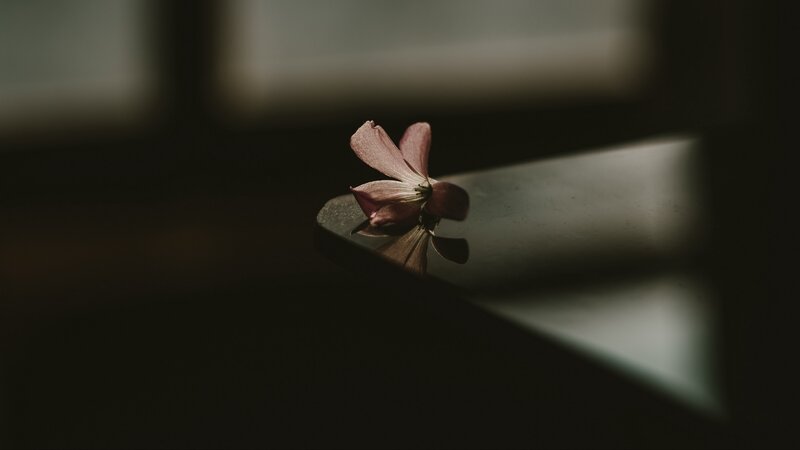 Pink Flower Petal — Brown