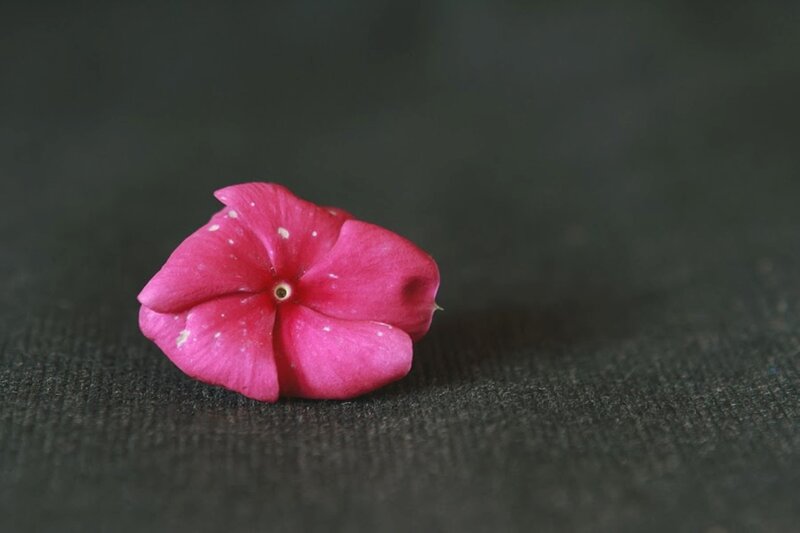 Pink Flower Petal — Calm, Photograph