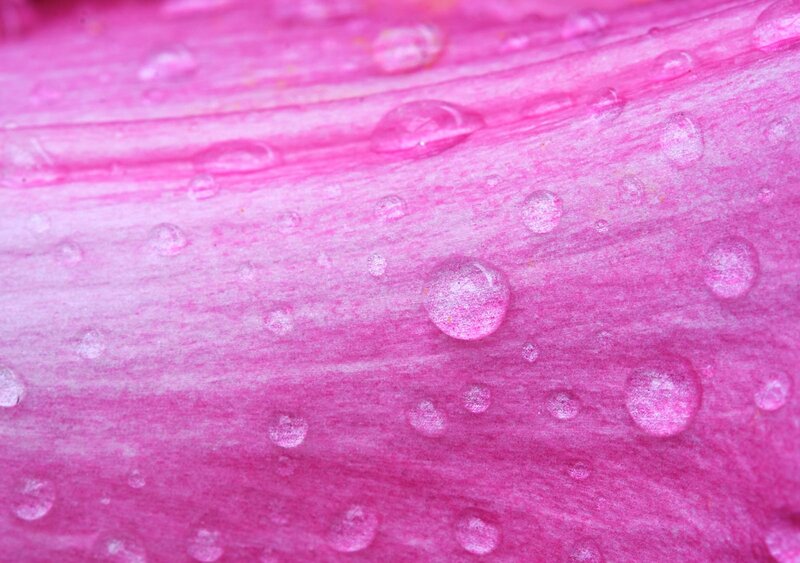Pink Flower Petal — Calm
