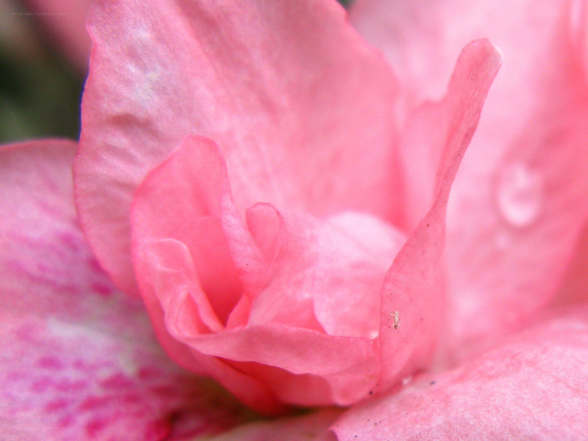 pink flower petal close-up