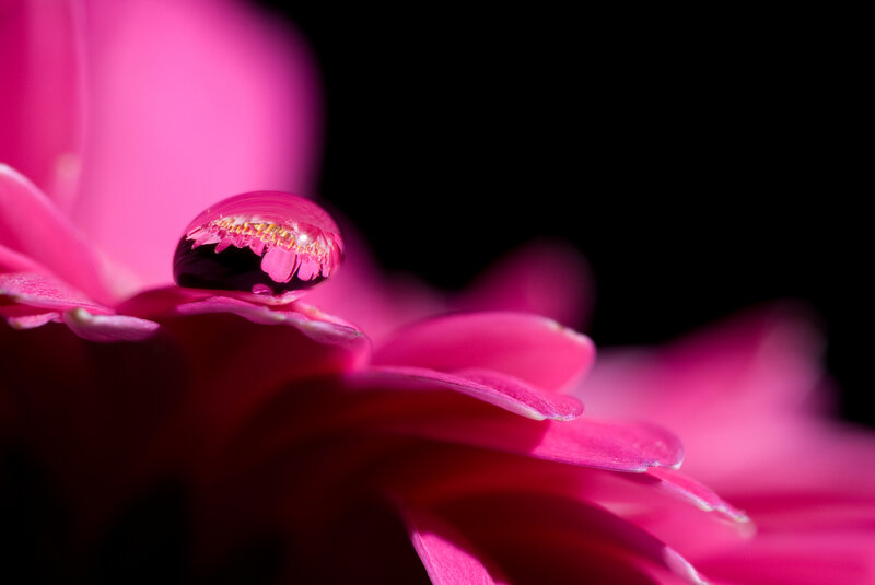 Pink Flower Petal — Dramatic