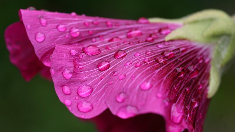 Pink Flower Petal — Magenta, Serene, Photograph, Raindrops