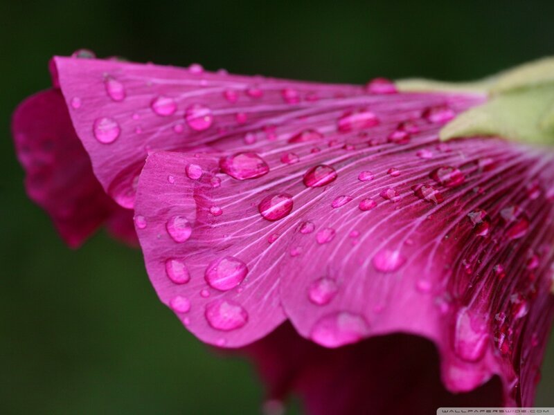 Pink Flower Petal — Magenta, Serene