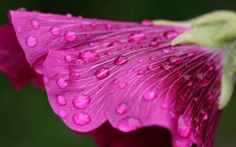 Pink Flower Petal — Magenta