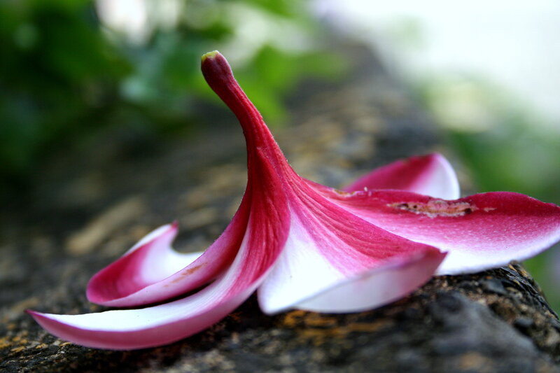 Pink Flower Petal — Red