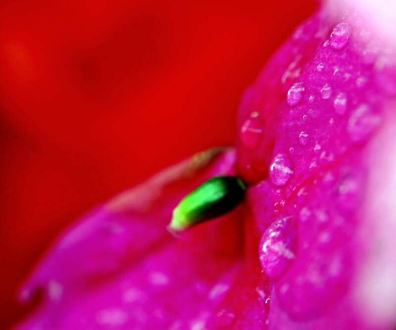 Pink Flower Petal — Red, Vibrant