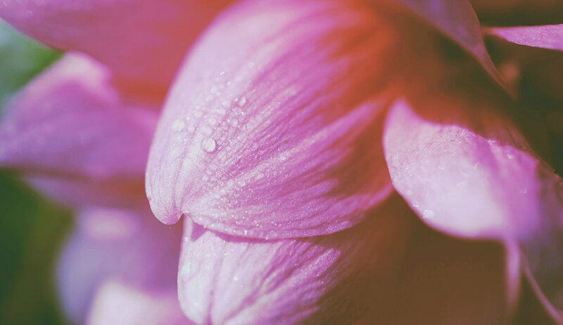 Pink Flower Petal — Serene, Morning