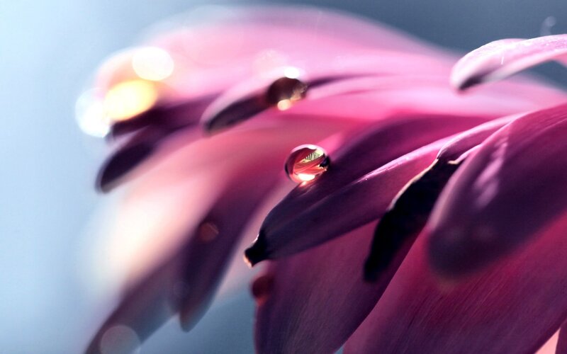 Pink Flower Petal — Serene, Photograph, Drop