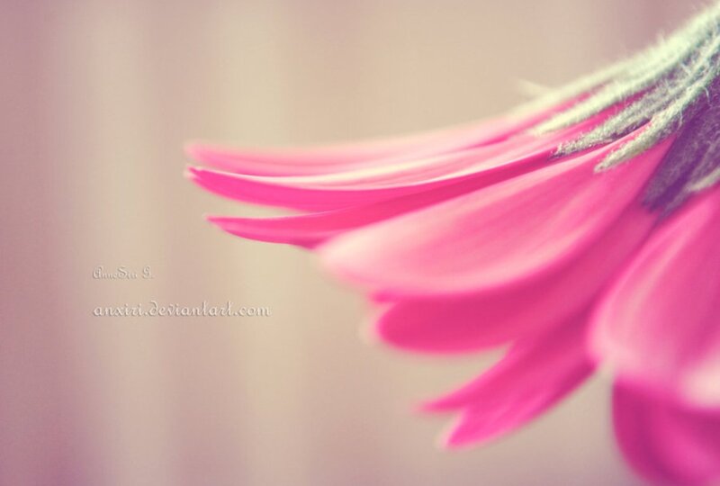 Pink Flower Petal — Serene, Photograph