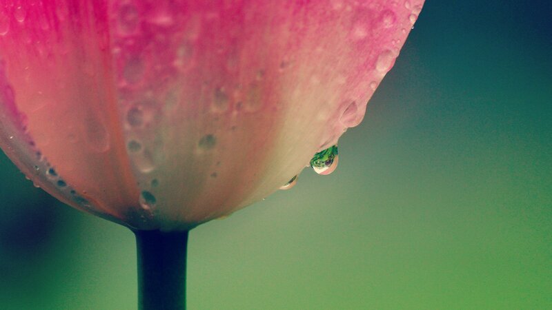 Pink Flower Petal — Serene, Photograph, Water Droplet, Stem