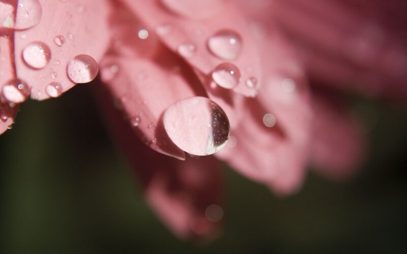 Pink Flower Petal — Serene, Photograph, Water Droplet