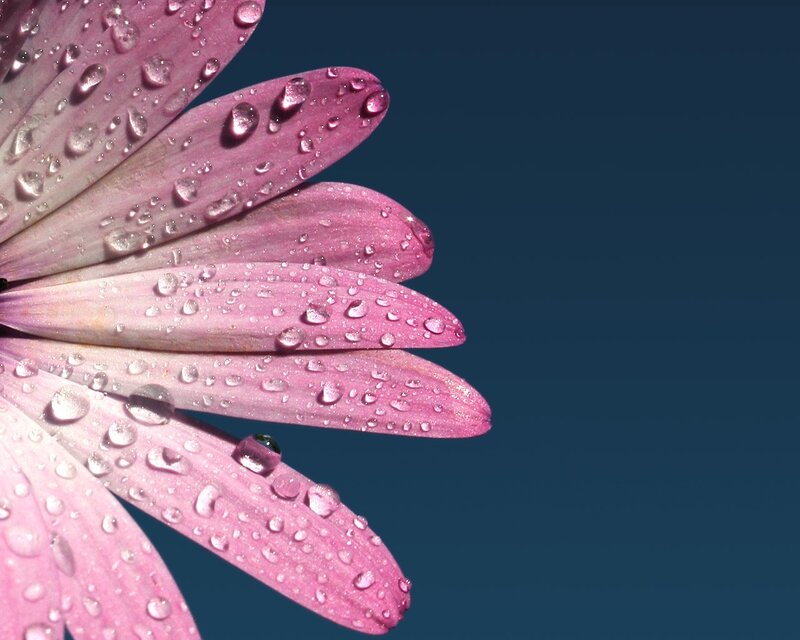 Pink Flower Petal — Serene, Photograph, Water Droplets, Blue Background