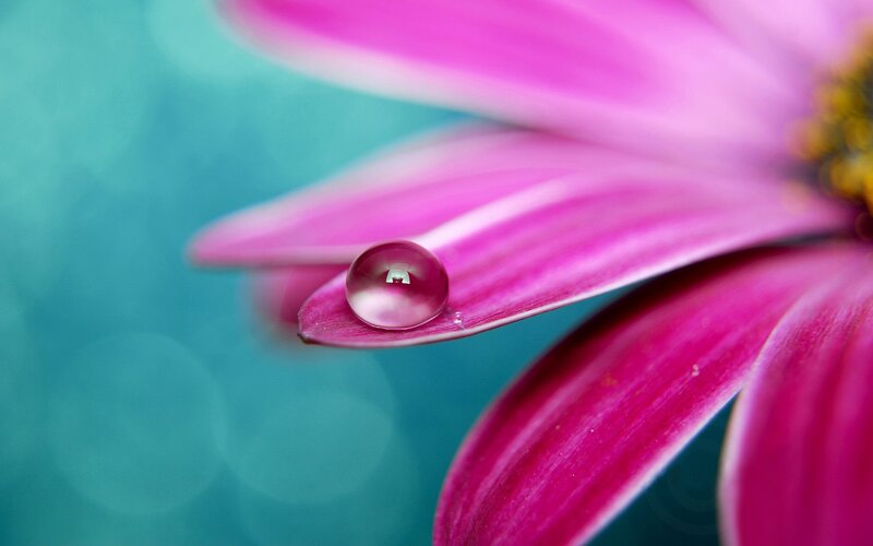 Pink Flower Petal — Serene
