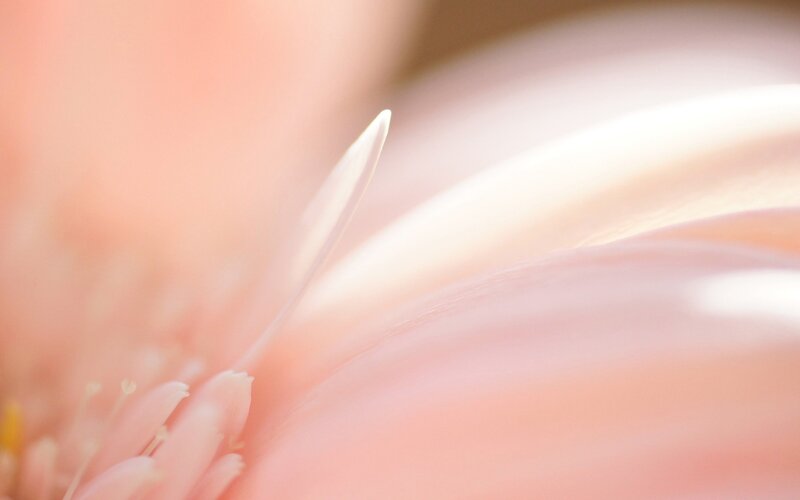 Pink Flower Petal — Soft