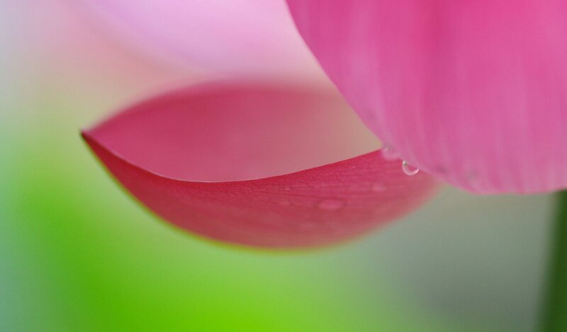 pink flower petal with water droplets
