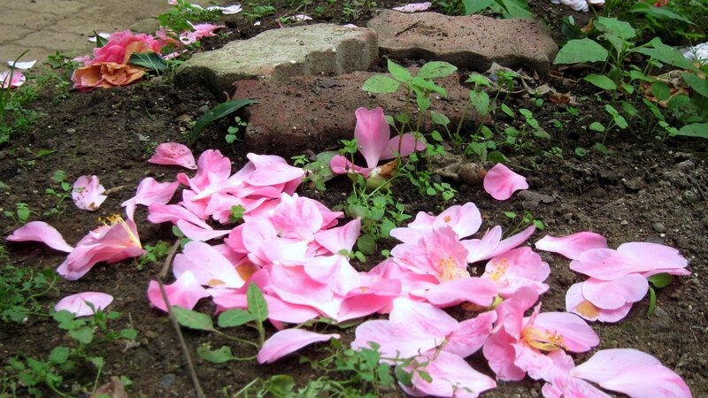 Pink Flower Petals — Calm, Spring, Photograph