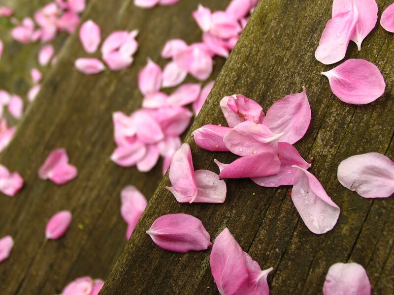 Pink Flower Petals — Calm, Spring