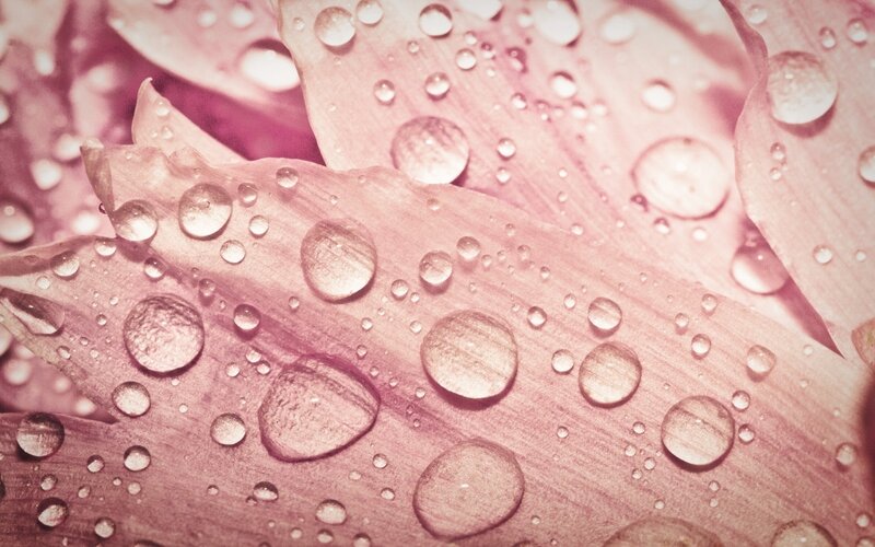 Pink Flower Petals — Calm