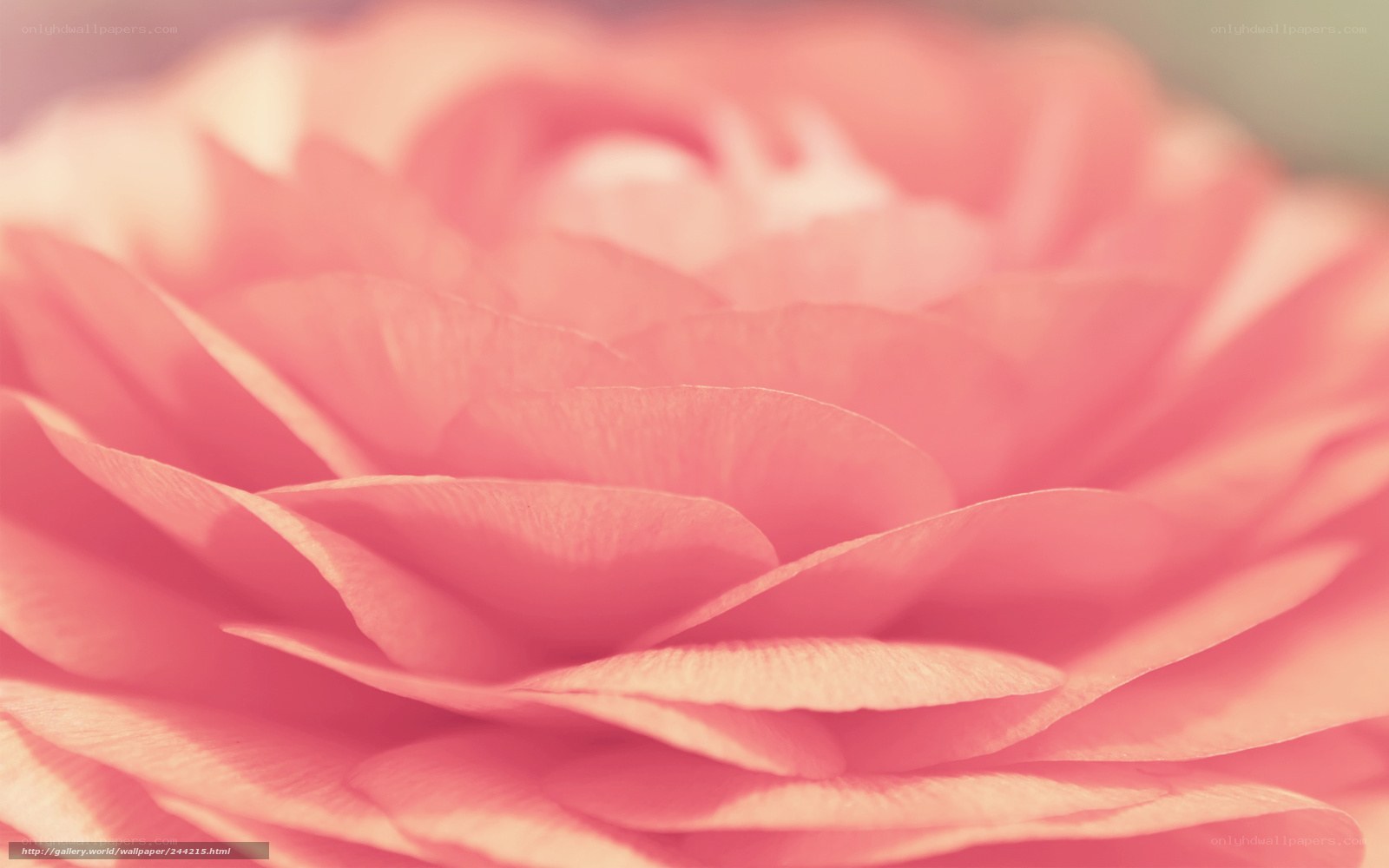 Pink flower petals close-up