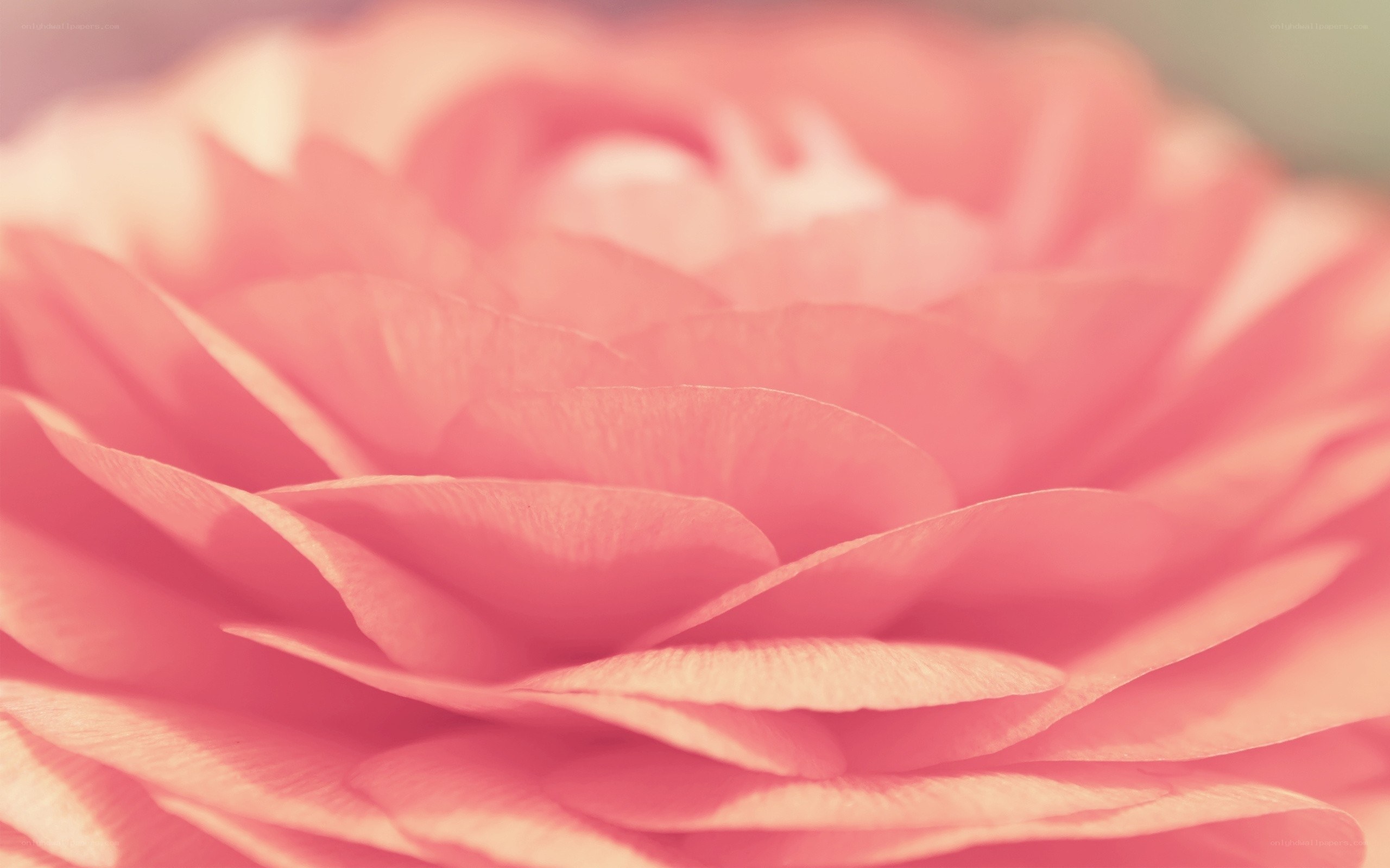 Pink flower petals close-up