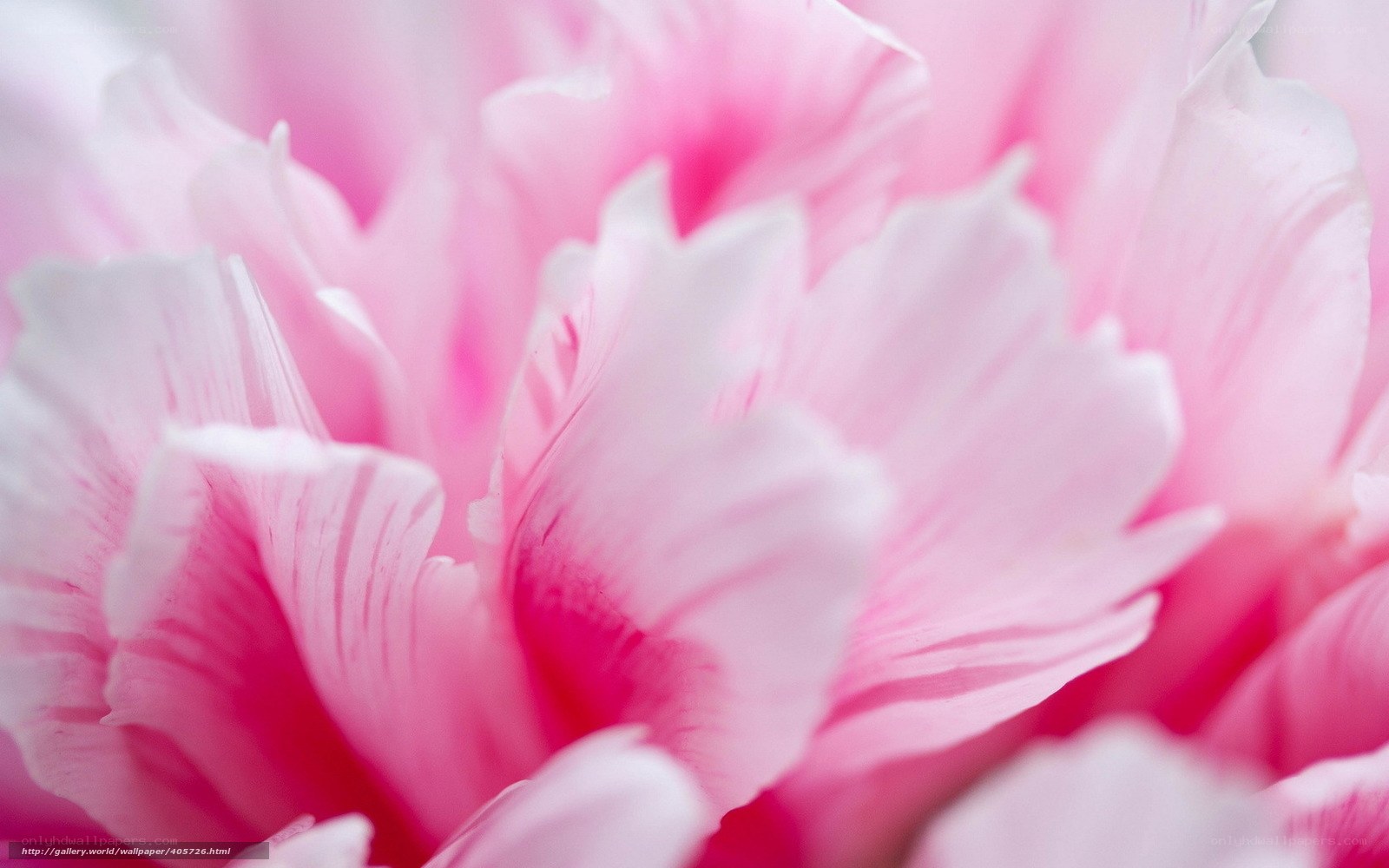 pink flower petals close-up