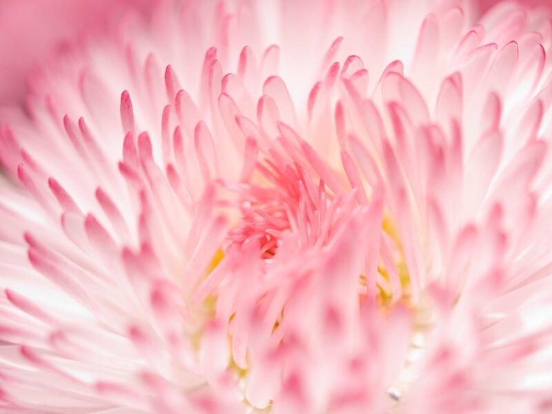 Pink flower petals close-up