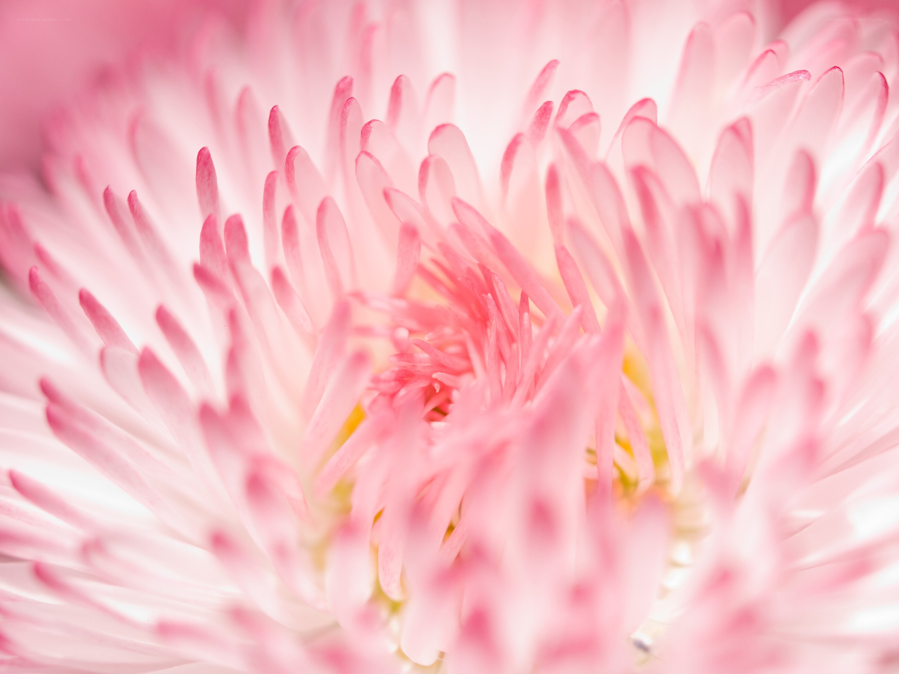 Pink flower petals close-up