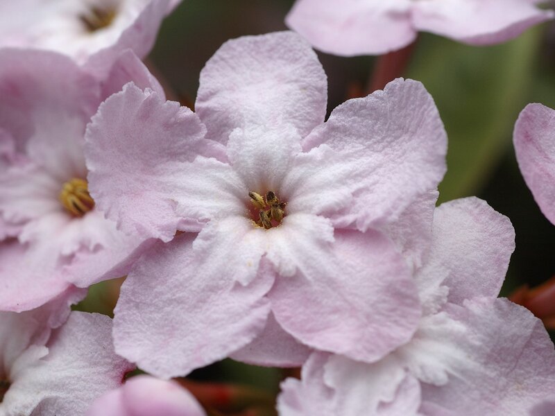 pink flower petals close-up