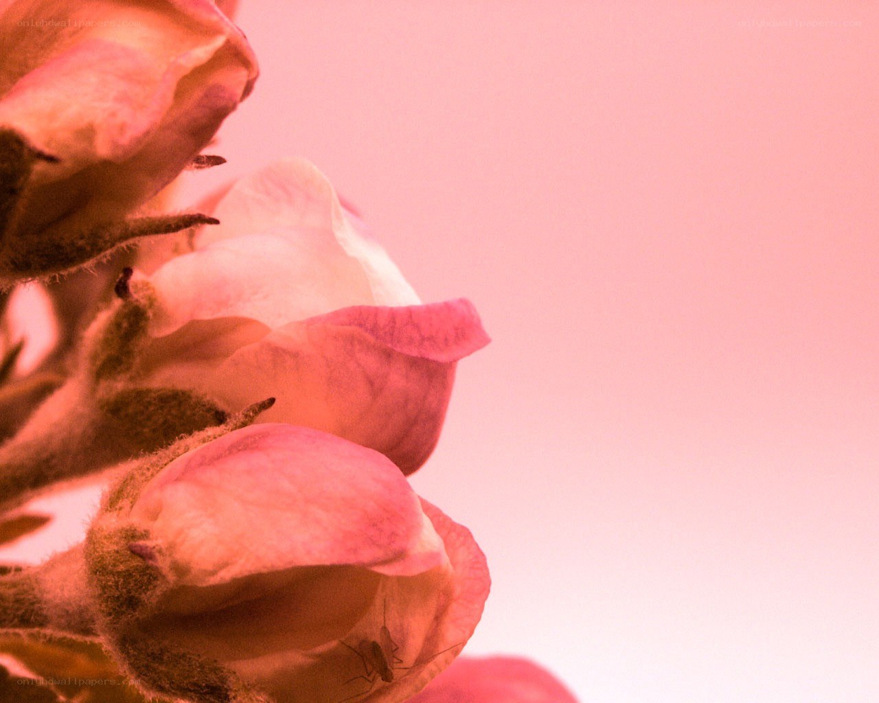 pink flower petals close-up